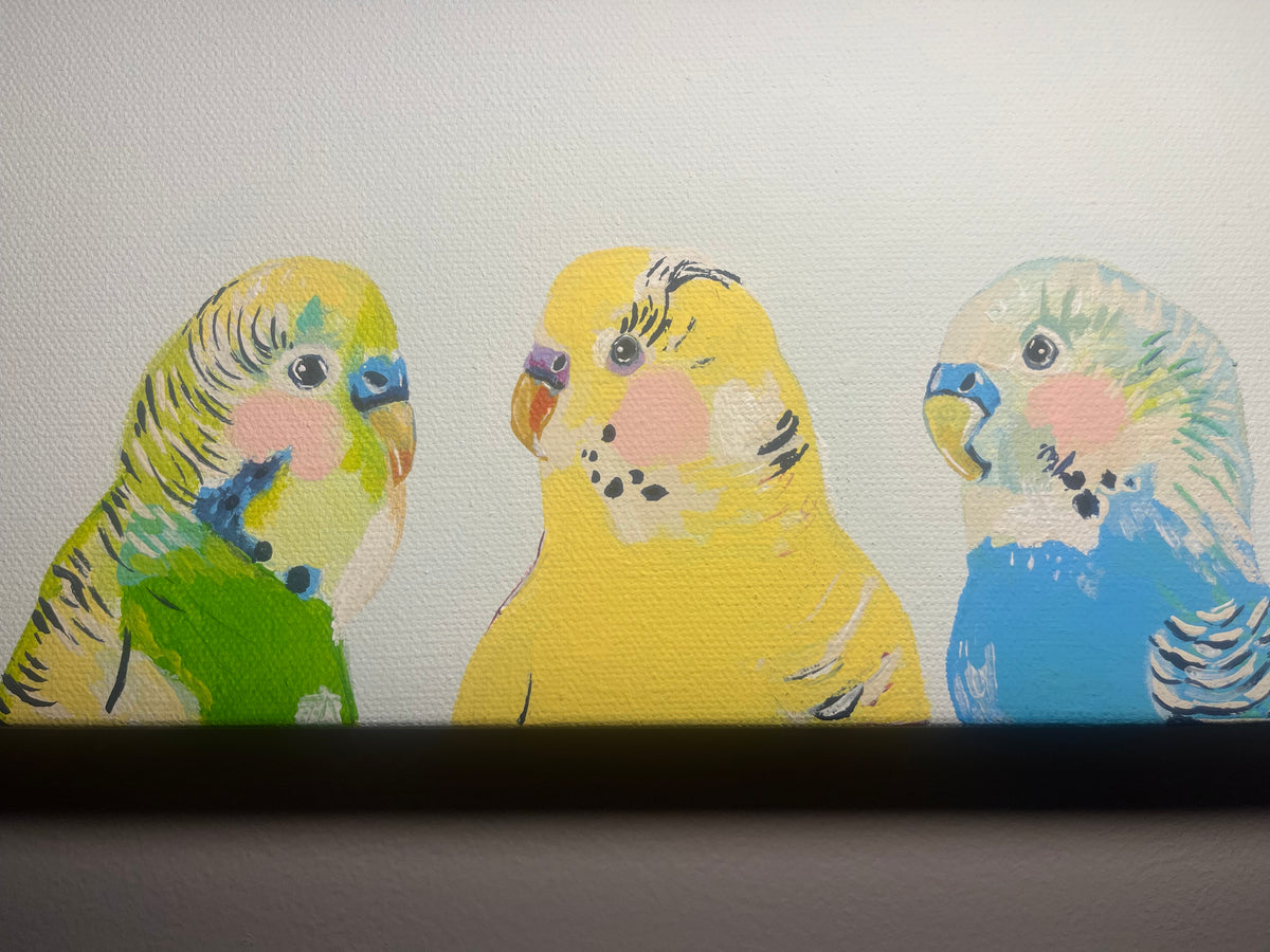 Buncha Budgies