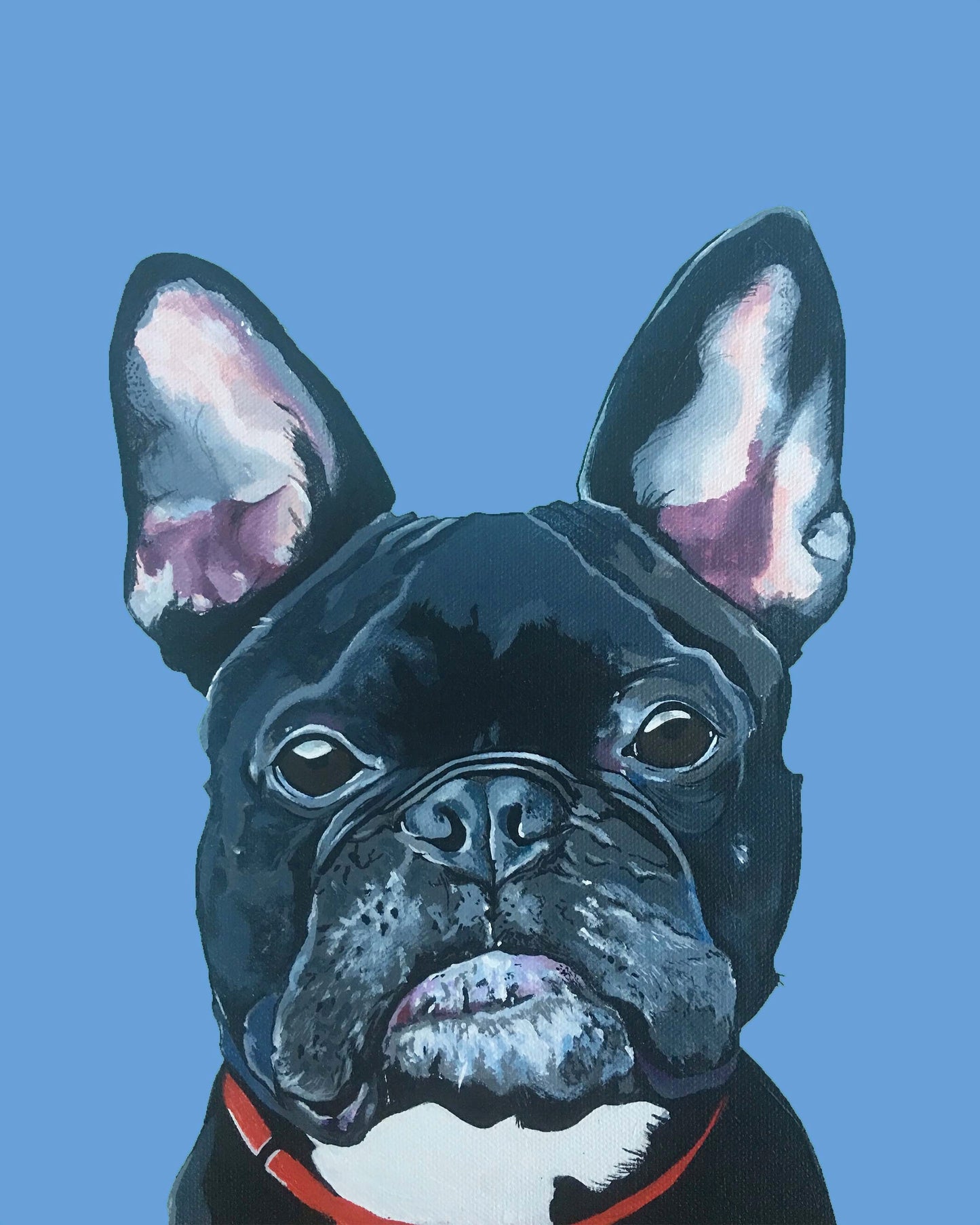 Mister French the French Bulldog