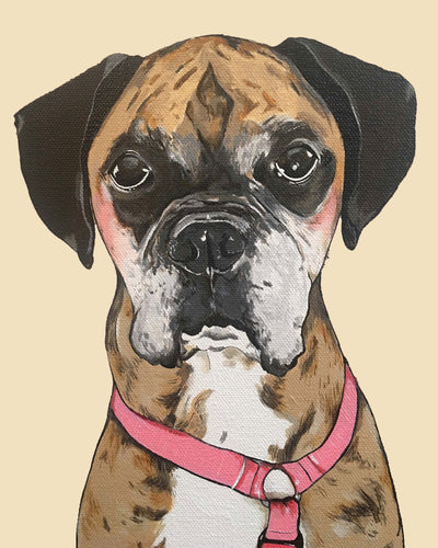Belle the Boxer