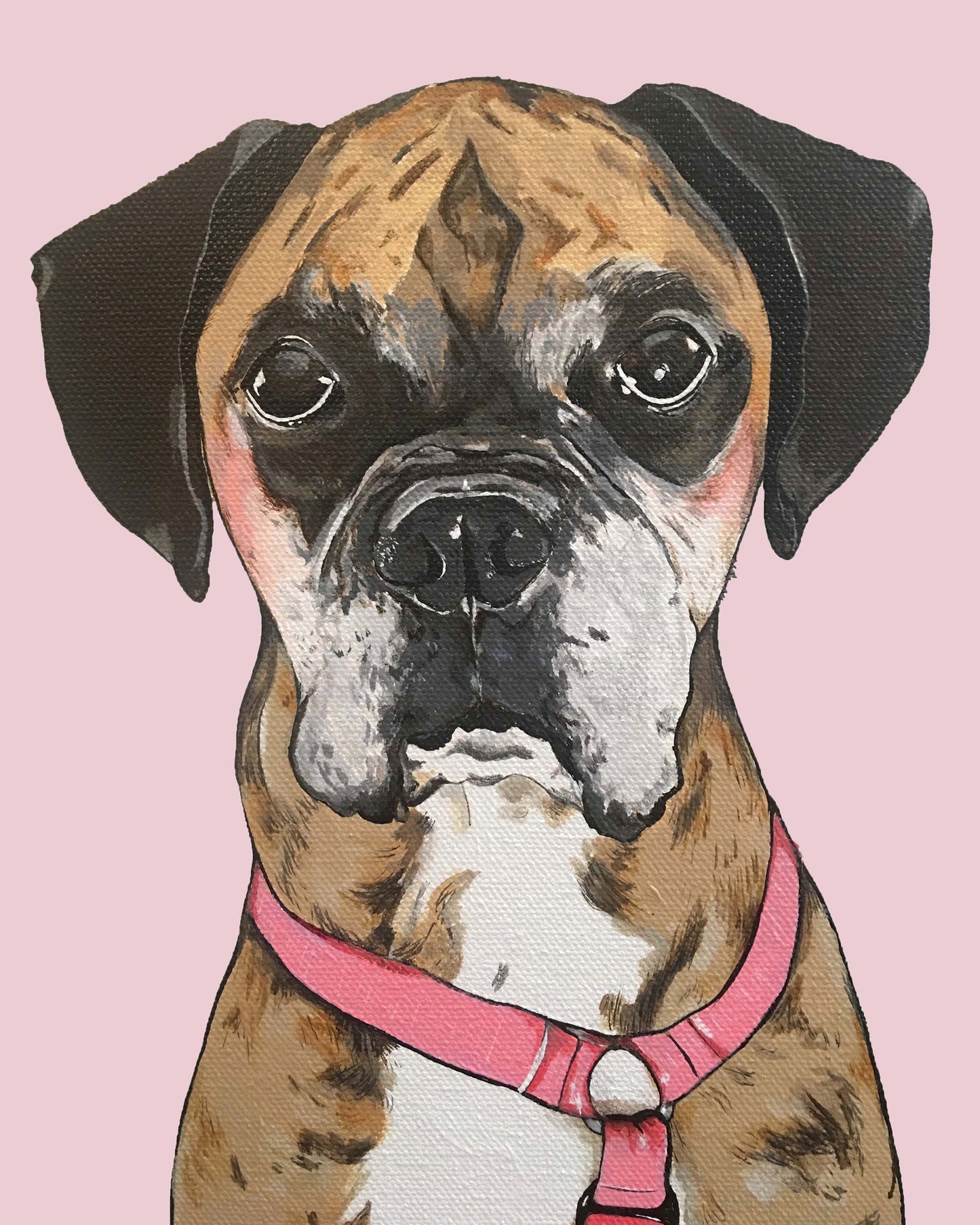 Belle the Boxer