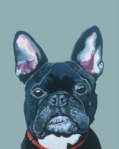 Mister French the French Bulldog