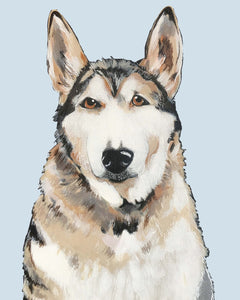 Bim the Husky