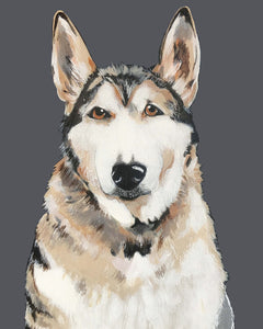 Bim the Husky