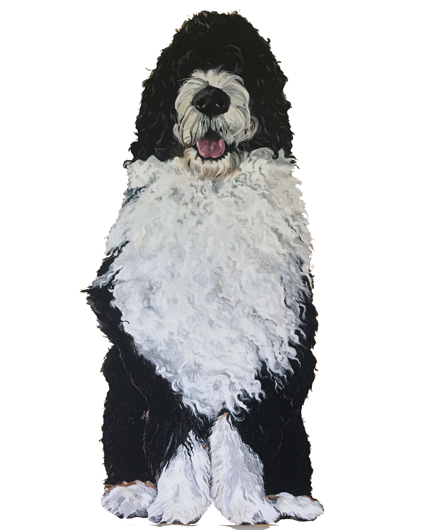 Bernie the Bernedoodle