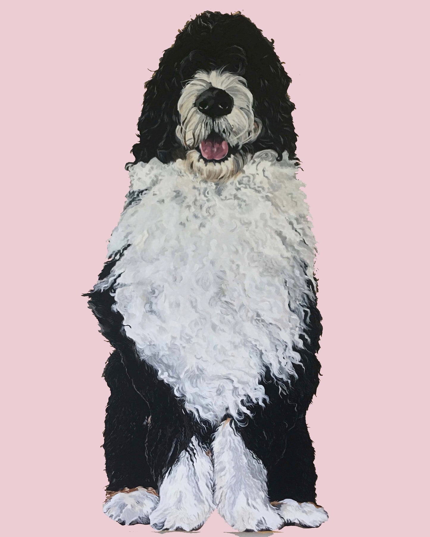 Bernie the Bernedoodle