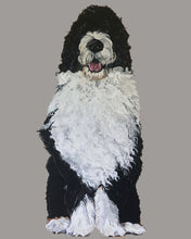 Load image into Gallery viewer, Bernie the Bernedoodle