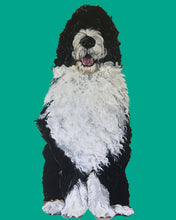 Load image into Gallery viewer, Bernie the Bernedoodle
