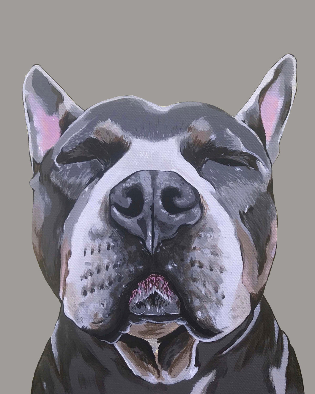 Phineas the Pitbull