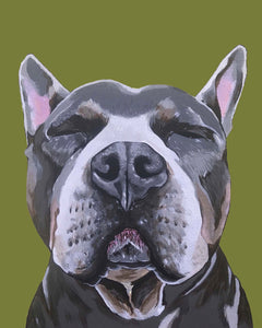 Phineas the Pitbull