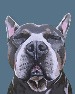 Phineas the Pitbull