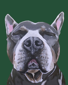 Phineas the Pitbull