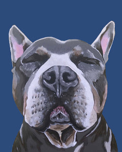 Phineas the Pitbull