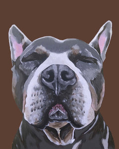 Phineas the Pitbull