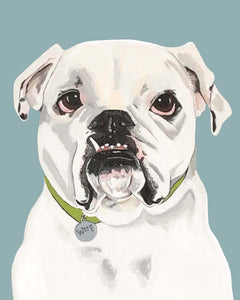 Tofu the English Bulldog