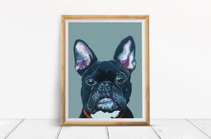 Mister French the French Bulldog