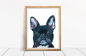 Mister French the French Bulldog