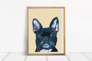 Mister French the French Bulldog