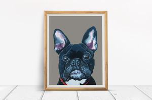 Mister French the French Bulldog