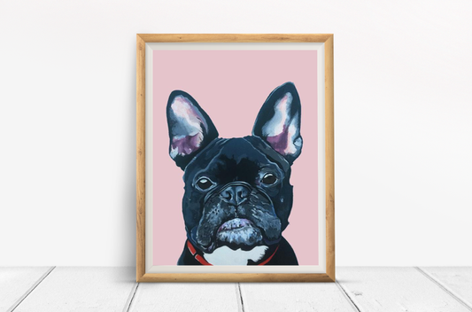 Mister French the French Bulldog